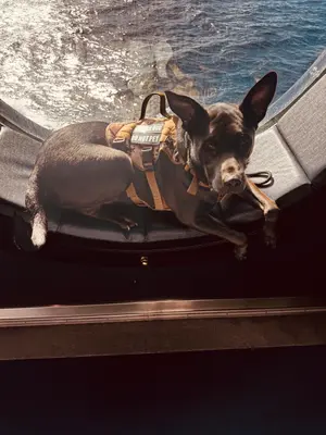 Service dog relaxing on the Disney Cruise